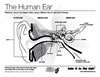 The Human Ear Diagram