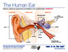 The Human Ear Diagram Label Game